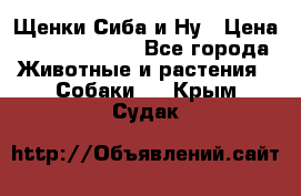 Щенки Сиба и Ну › Цена ­ 35000-85000 - Все города Животные и растения » Собаки   . Крым,Судак